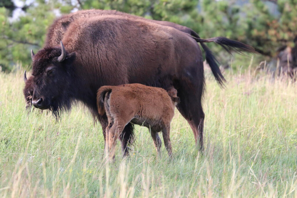 Bizonče, Fruška Gora,