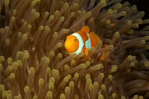 Nemo