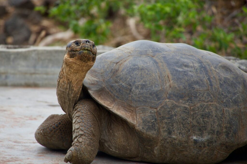 Galapagos Kornjača