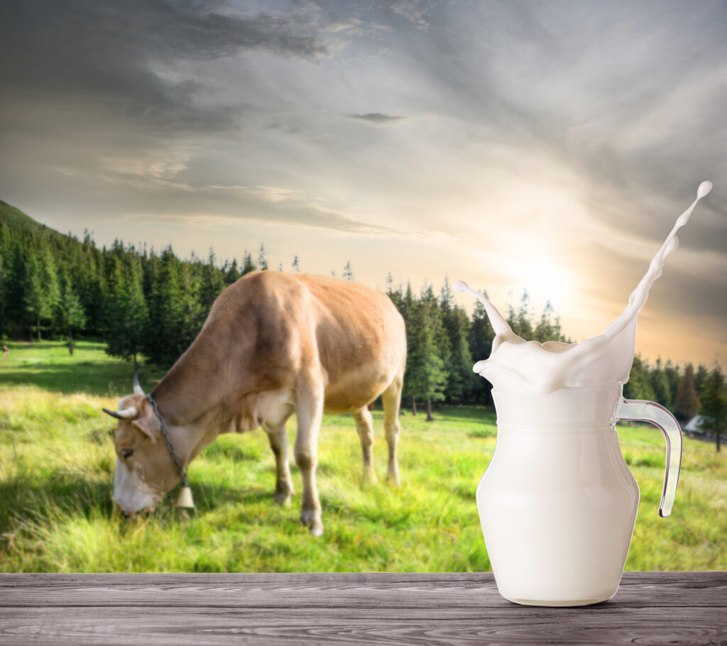 krava, mleko