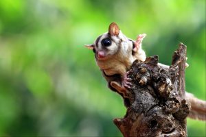 galago