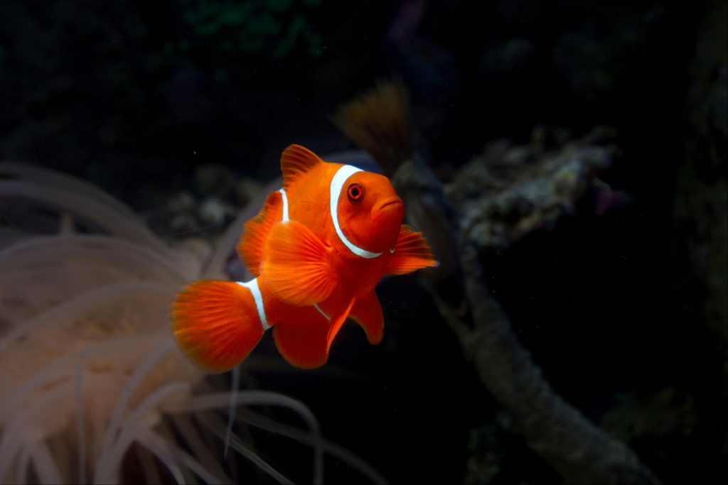 Nemo