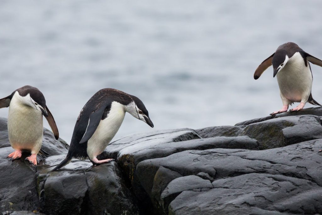 Kraljevski pingvini