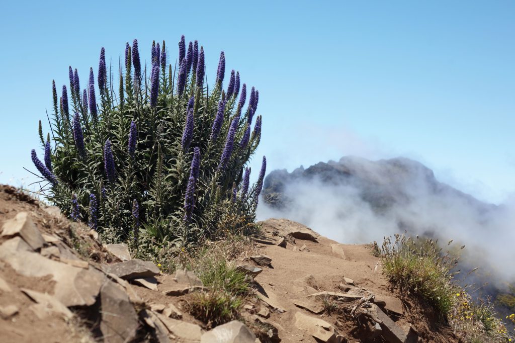 Madeira