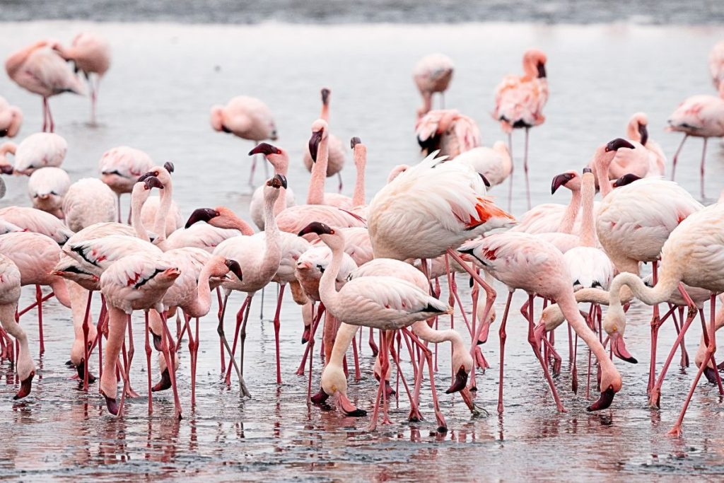 Flamingos