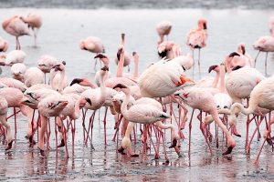 Flamingos