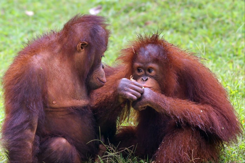 majmuni orangutani