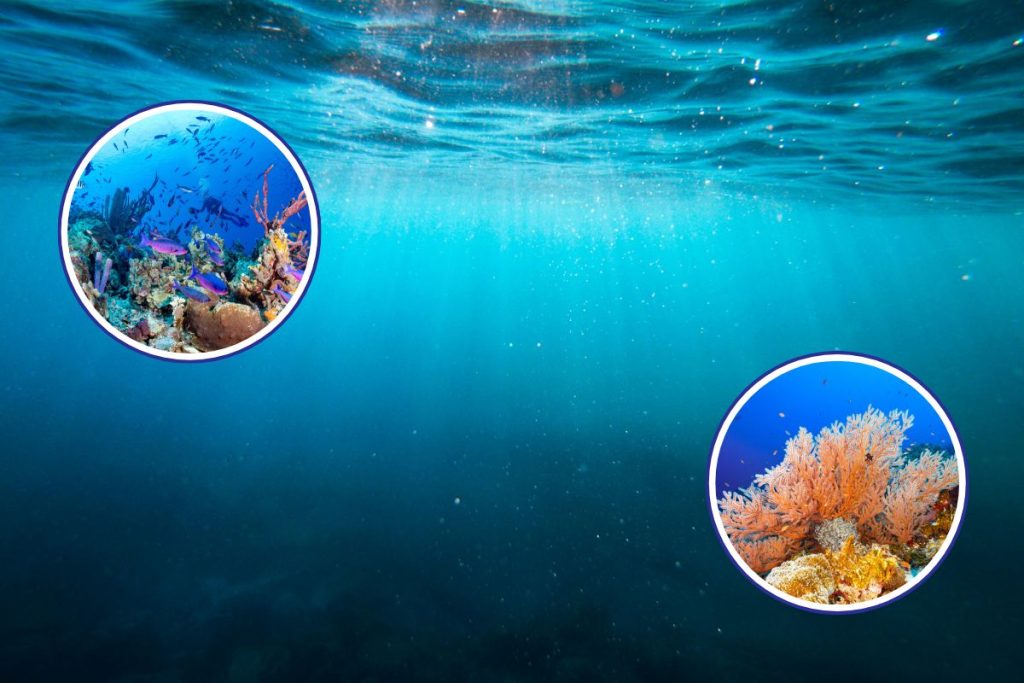 okean